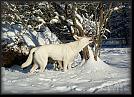 79 snow * 3504 x 2514 * (11.66MB)